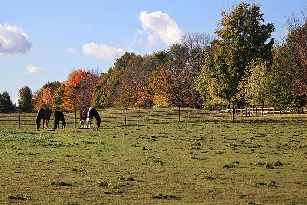 Autumn trees against a green pasture with horses grazing