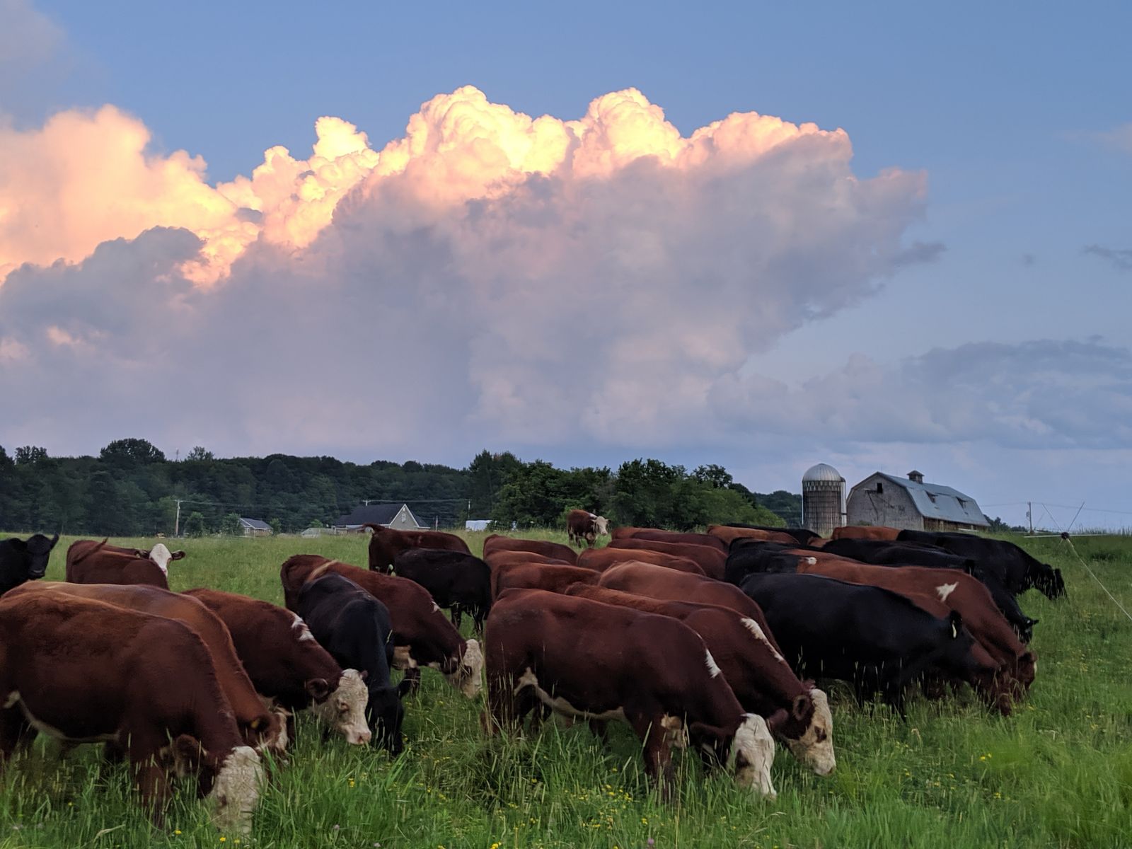Charlotte Farm Profiles Charlotte Land Trust