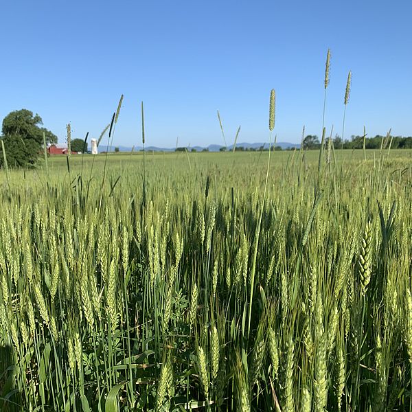 Blue sky with green wheat foreground